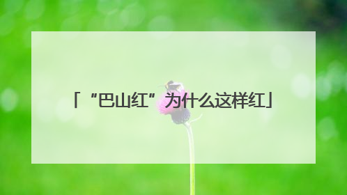 “巴山红”为什么这样红